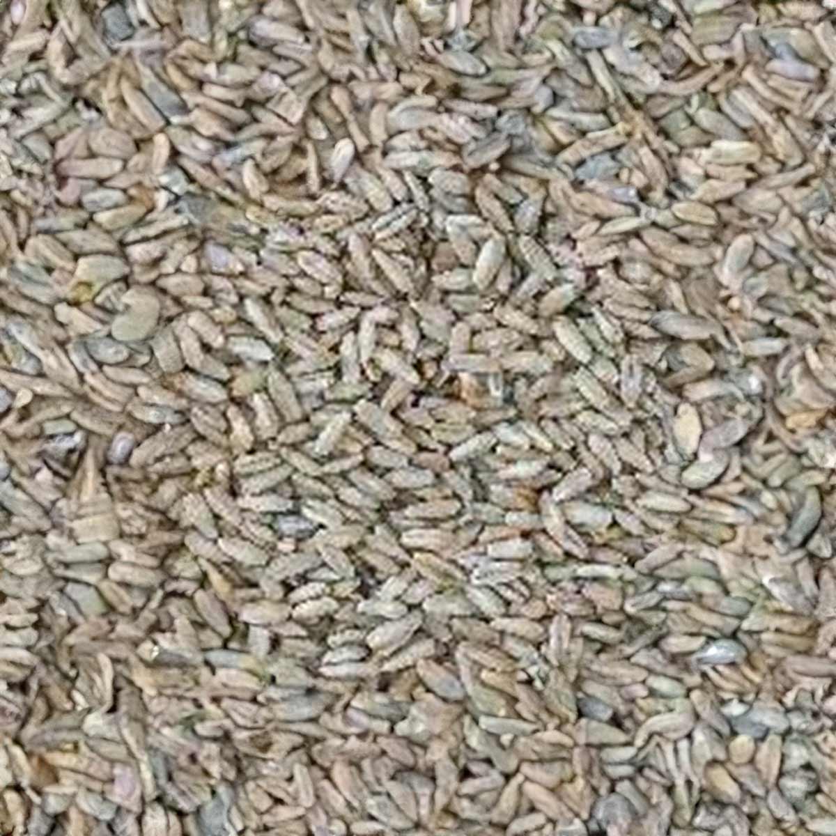 Avena Blanca - Imagen 2