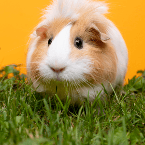 Conejo & Cuy & Hámster